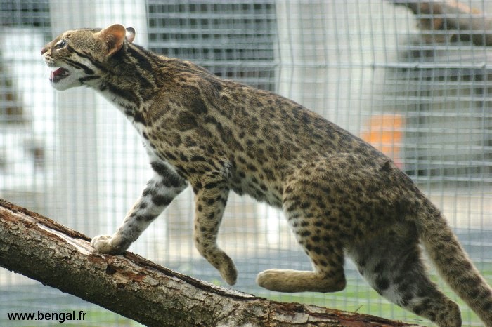 chat leopard d'asie ALC Kawalik
